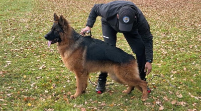 Étalon Berger Allemand Poil Long - Viper Des Guerriers Du Désert