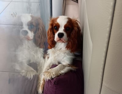 Étalon Cavalier King Charles Spaniel - VIGO des anges de la Lyve