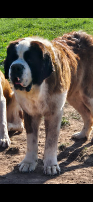 Étalon Chien du Saint-Bernard - Viper Du Missy's Ranch