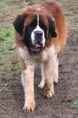 Étalon Chien du Saint-Bernard - Thor (Sans Affixe)