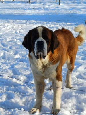 Étalon Chien du Saint-Bernard - Utah Du Missy's Ranch