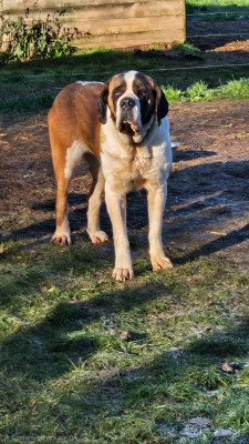Étalon Chien du Saint-Bernard - Star Du Missy's Ranch