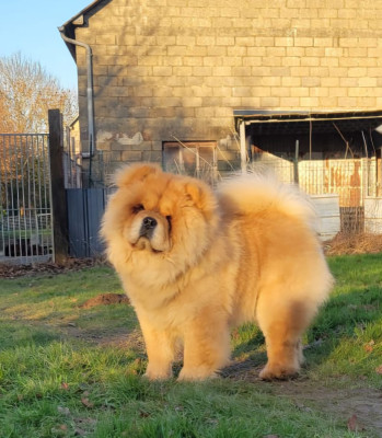 Étalon Chow Chow - lions of danube Lord laslie