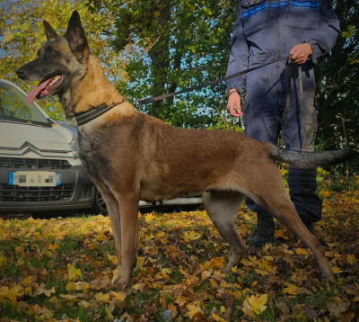 Étalon Berger Belge - Thunder Tyah (Sans Affixe)