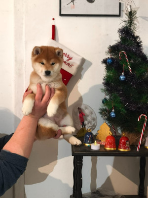 Étalon Shiba - Akasha Queen of the Damned De La Perle Des Quatre Ames