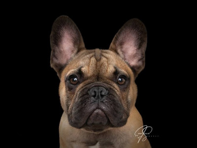 Étalon Bouledogue français - Altesse Royale Apollon Du Domaine De La Lortière