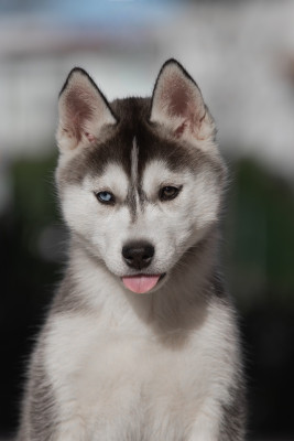 Étalon Siberian Husky - ASKING FOR LOVE Zorsky