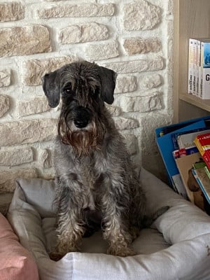 Étalon Schnauzer - Sultane de coeur Des Bavarois Des Champs Elysées