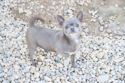 Étalon Chihuahua - French Style ROMANZA