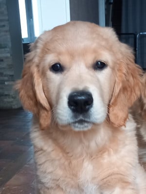 Étalon Golden Retriever - ANOUK Des Sablons D'Or