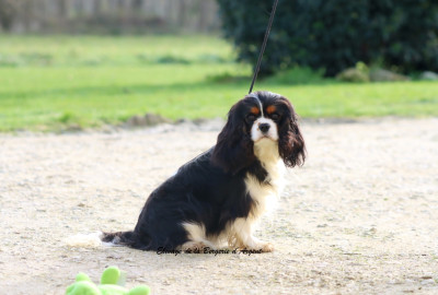 Étalon Cavalier King Charles Spaniel - Vague de tendresse de la bergerie d'argent