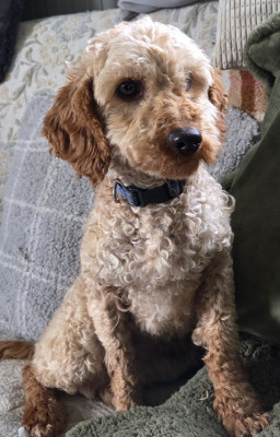 Étalon Caniche - Tommy (Sans Affixe)