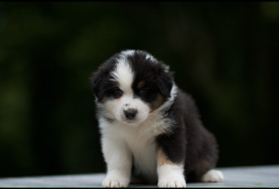 Étalon Berger Australien - Athéna De La Vallée Des Aussies