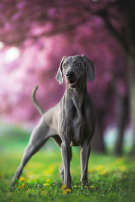 Étalon Braque de Weimar - Ultime Édition von silberweiss jager