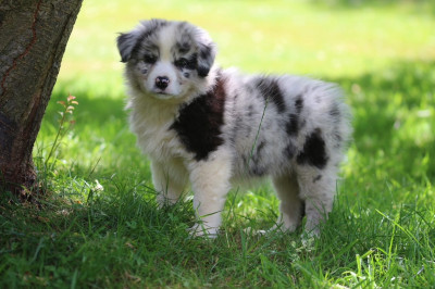 Étalon Berger Australien - A night at the Opera Anouk des gardiens d hades