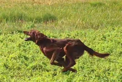 URUGUAY Des Vanilla Sativa