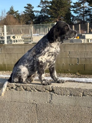 Étalon Setter Anglais - Athena De La Terrible Menée