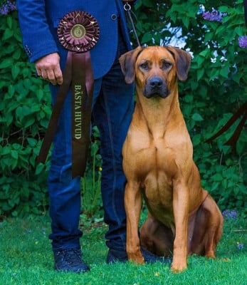 image de ave cesar dark obsession