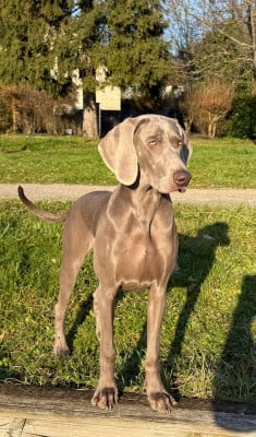 Étalon Braque de Weimar - Arya Stark N Remembers Silver Star Of The Moon