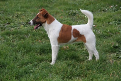 Étalon Fox Terrier Poil lisse - Aumega domaine des terres d'hermes
