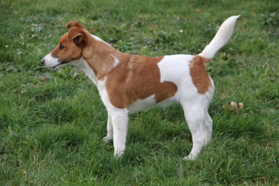 Étalon Fox Terrier Poil lisse - Alfa domaine des terres d'hermes