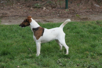 Étalon Fox Terrier Poil lisse - Ultra Des Crocs D'or De Pré