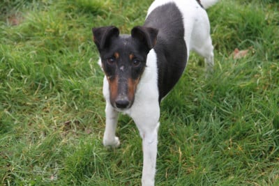 Étalon Fox Terrier Poil lisse - Uranie (Sans Affixe)