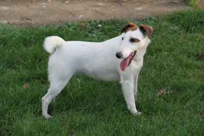 Étalon Fox Terrier Poil lisse - Utopie Des Crocs D'or De Pré