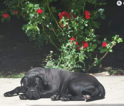 Étalon Cane Corso - JCh. Runaway Veleno De la Treizieme Legion