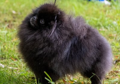 CH. POM DREAM RAINBOW dite BLANCHE Of Lovely Tim