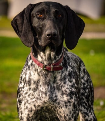 Étalon Braque allemand à poil court - Ulia du Marais de Saintonge