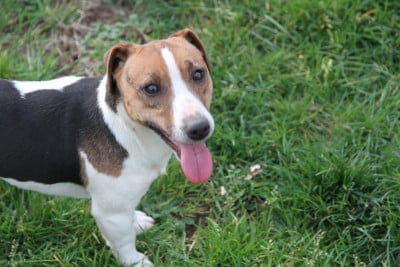 Étalon Jack Russell Terrier - Urbane Des Crocs D'or De Pré