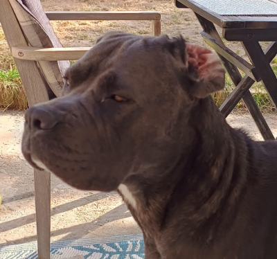 Étalon Cane Corso - UNA VEIANA des légendes de goliath
