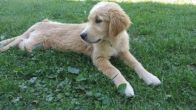 Étalon Golden Retriever - Alza De La Vallée Des Golden D'Or