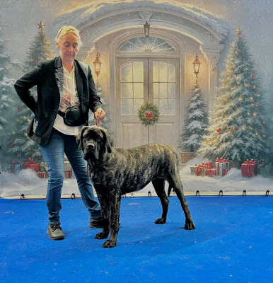 Étalon Mastiff - Anna Rose Des Terres De Beaulieu