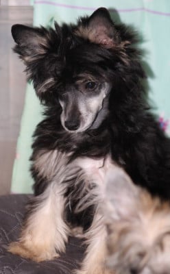 Étalon Chien chinois à crête - Amber rose du pavé de varennes Du pave de varennes