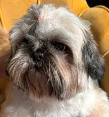 Étalon Shih Tzu - bigfoot de thalek Diamond Wings