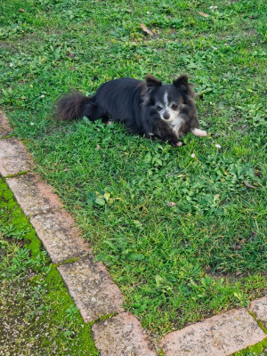 Étalon Chihuahua - SIMBA Des Légendes De Sardelis