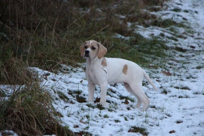 Étalon Pointer - Arbia Des Plaines De Berloch