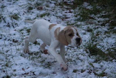 Étalon Pointer - Almer Des Plaines De Berloch