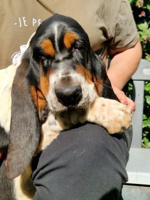 Étalon Basset Hound - Athène du berceau de bfamily