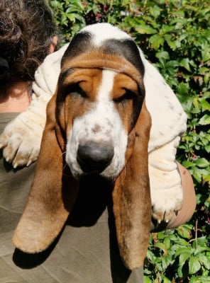 Étalon Basset Hound - Ankara du berceau de bfamily