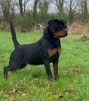 Étalon Rottweiler - Veni Vidi Vici Vom Hause Matterhorn