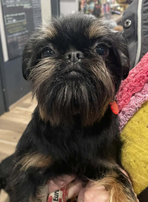 Étalon Griffon belge - Volcane Des Brabs De Philie