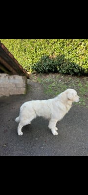 Étalon Golden Retriever - Urano de la colline d’eole