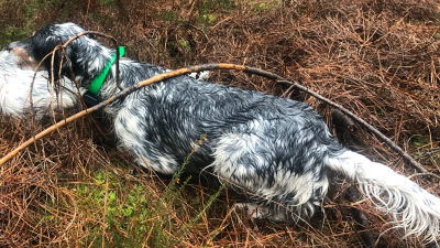 Étalon Setter Anglais - Tutti Du Fief Gascon