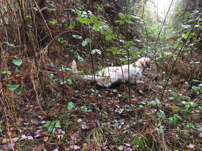 Étalon Setter Anglais - Roxxi Du Val De Ronceveaux