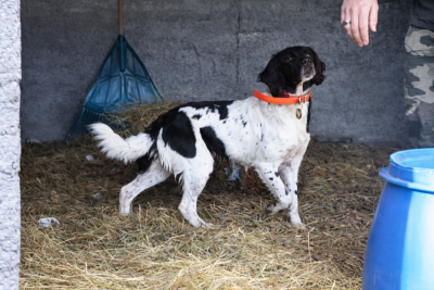 Étalon Petit Epagneul de Münster - Tanya Des Flocons D'Auvergne