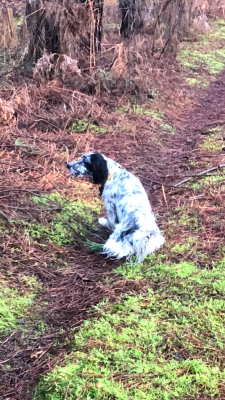 Étalon Setter Anglais - Sya Du Val De Ronceveaux