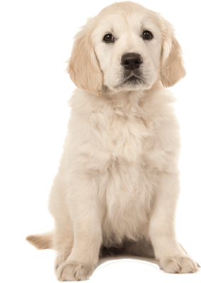 Étalon Barzoi - CH. Lord's Wain Baroide